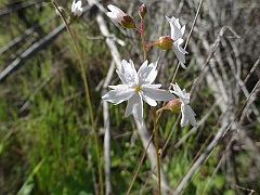 lithophragma affine
